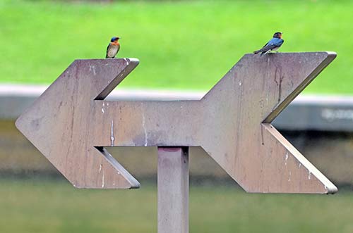 swallows-AsiaPhotoStock