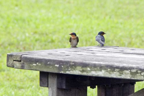 pacific swallows-AsiaPhotoStock