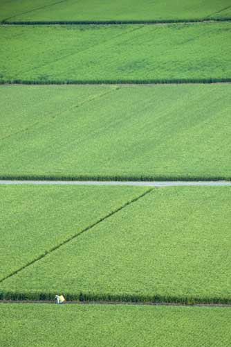 paddy fields-AsiaPhotoStock