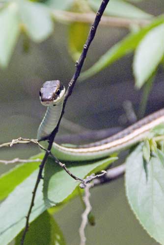 painted bronzebacks-AsiaPhotoStock