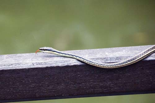 painted bronzeback-AsiaPhotoStock