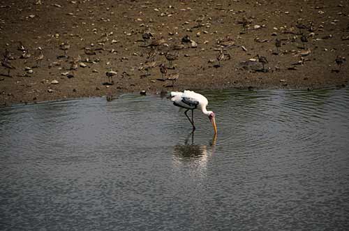 painted stork-AsiaPhotoStock