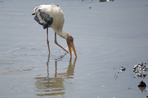 painted stork singapore-AsiaPhotoStock