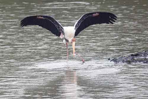 painted stork feeding-AsiaPhotoStock