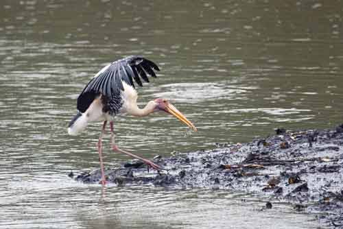 painted stork with fish-AsiaPhotoStock