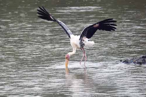 painted storks-AsiaPhotoStock