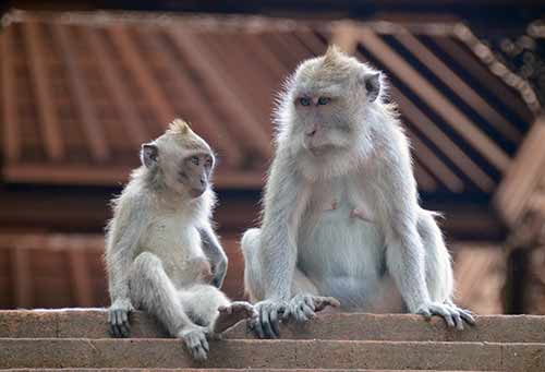 pair of macaques-AsiaPhotoStock