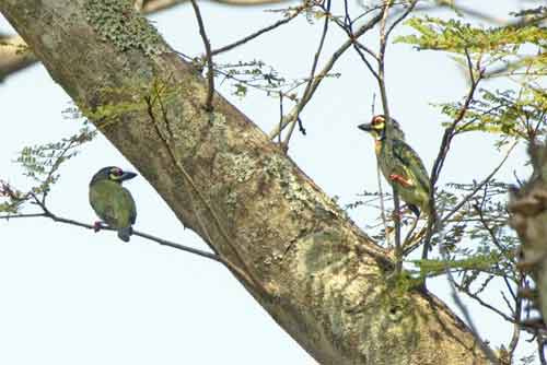 barbets coppersmith-AsiaPhotoStock