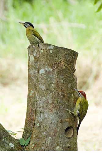 pair of laced woodpeckers-AsiaPhotoStock