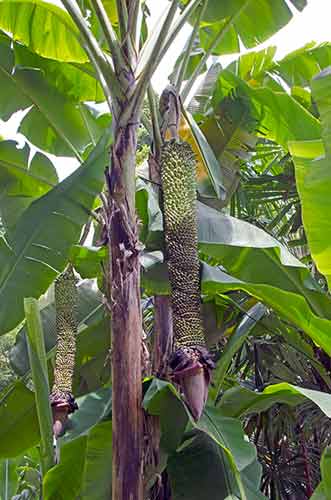 pair of long bananas-AsiaPhotoStock