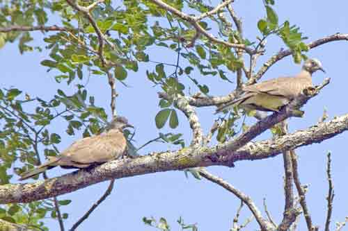 pair of pigeons-AsiaPhotoStock