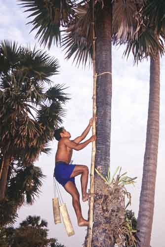 sugar palm collector-AsiaPhotoStock