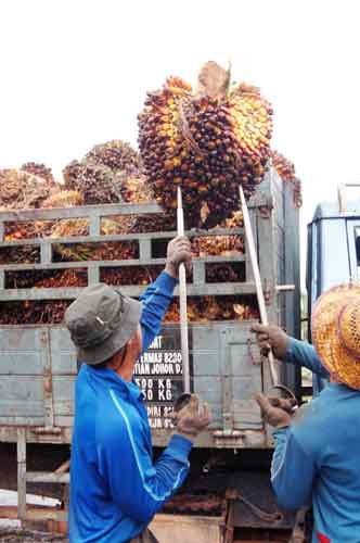 palm oil-AsiaPhotoStock