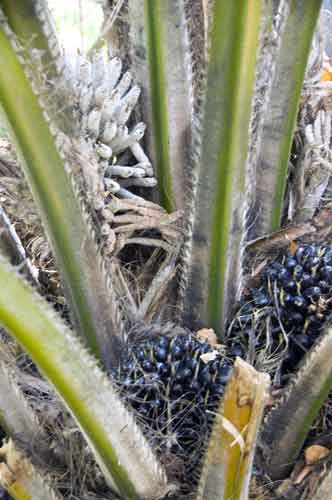 palm oil thailand-AsiaPhotoStock