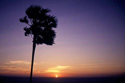 palm sunset-AsiaPhotoStock