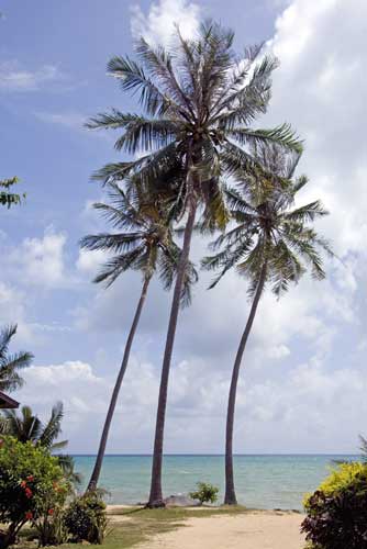 palm trees koh samui-AsiaPhotoStock