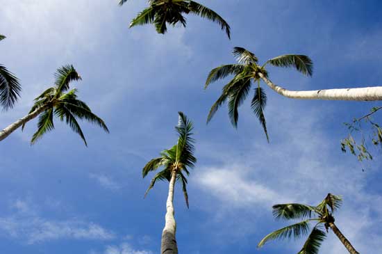 palms and blue sky-AsiaPhotoStock