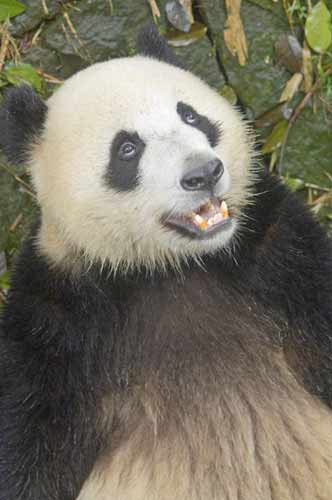 panda close up-AsiaPhotoStock