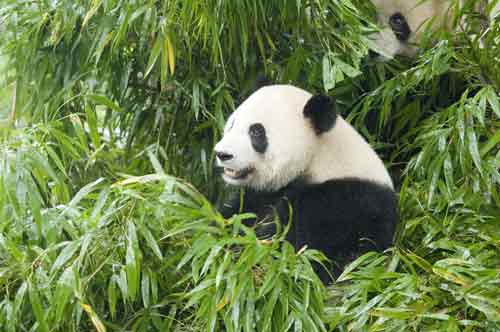 panda relaxing-AsiaPhotoStock