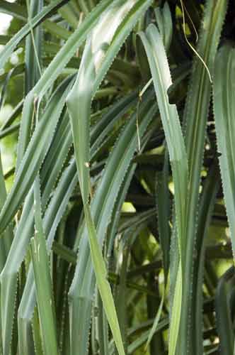 pandan leaves-AsiaPhotoStock