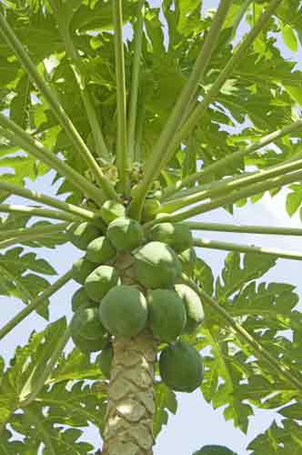 papaya tree-AsiaPhotoStock