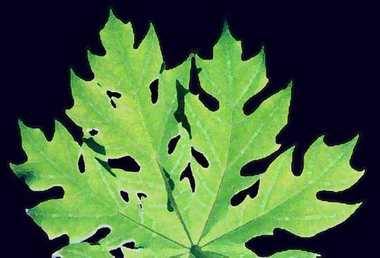 Papaya leaf-AsiaPhotoStock