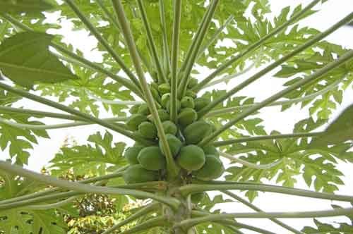 papaya trees-AsiaPhotoStock