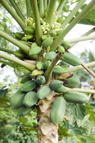 papaya fruit tree-AsiaPhotoStock