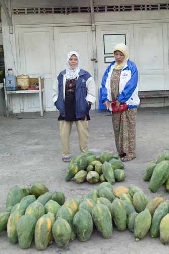 papayas on floor-AsiaPhotoStock