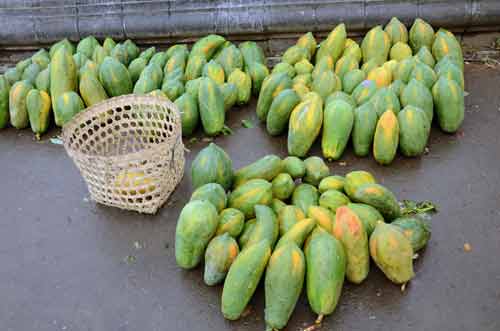 papayas market-AsiaPhotoStock