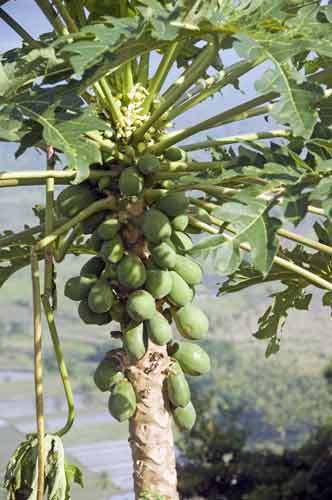 papaya tree with fruit-AsiaPhotoStock