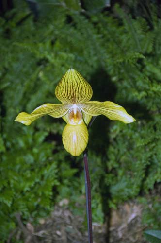 paph_golden_perfection-AsiaPhotoStock