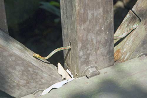 paradise snake-AsiaPhotoStock