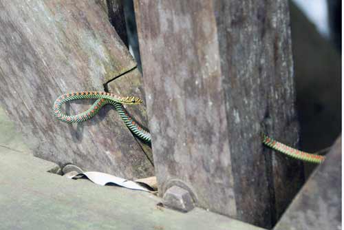 paradise snakes-AsiaPhotoStock