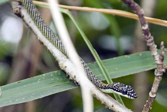 paradise tree snakes-AsiaPhotoStock