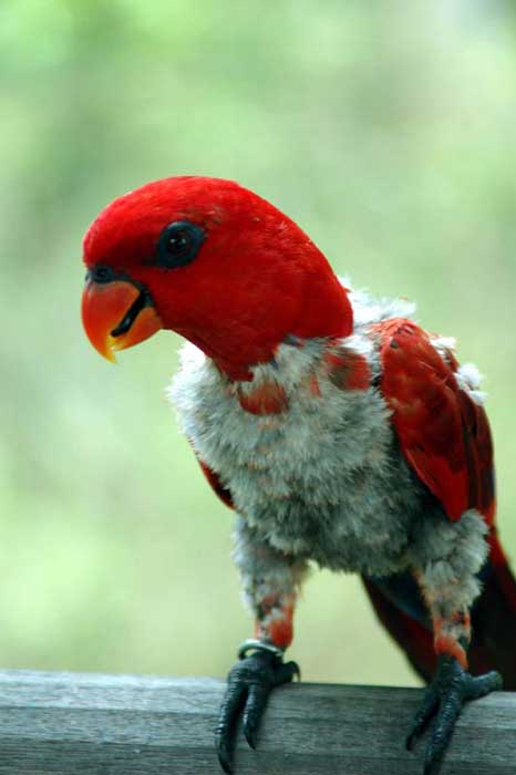 lory-AsiaPhotoStock