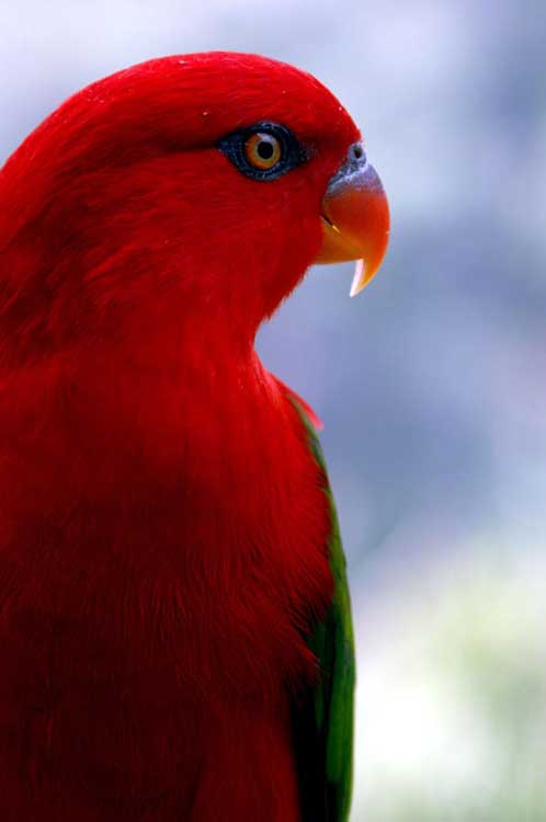 red lory-AsiaPhotoStock