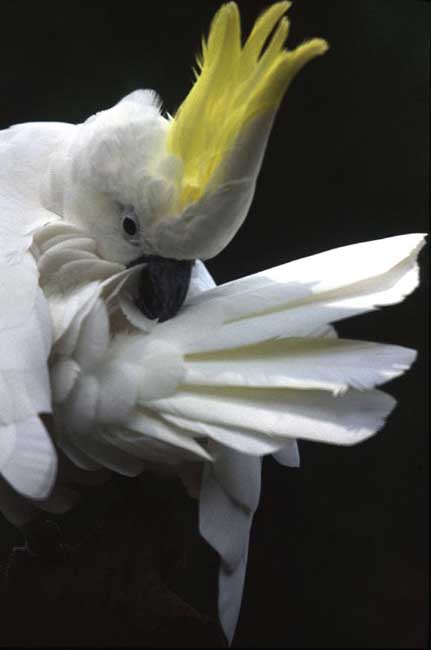 cockatoo-AsiaPhotoStock