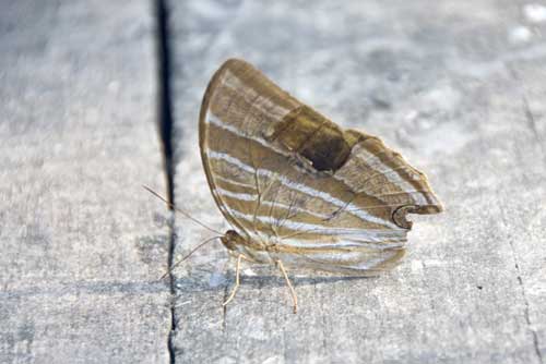 pasir ris butterfly-AsiaPhotoStock