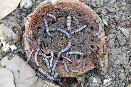 pasir ris caterpillars-AsiaPhotoStock