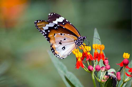 pasir ris tiger-AsiaPhotoStock