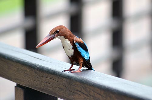 patient kingfisher waits-AsiaPhotoStock