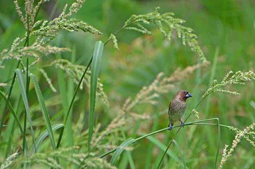 pattaya weaver on rice-AsiaPhotoStock