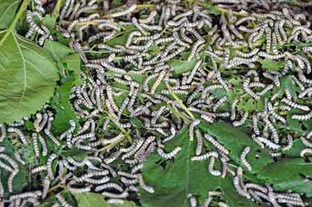 pattaya silk worms-AsiaPhotoStock