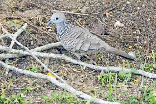 peaceful dove-AsiaPhotoStock