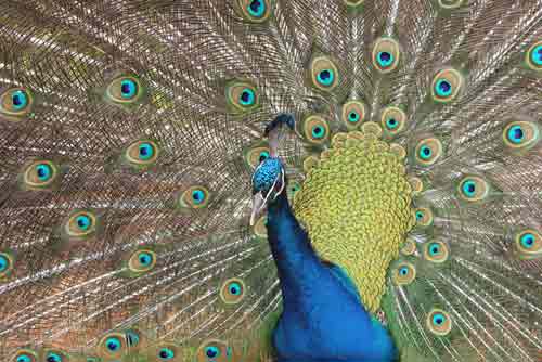 peacock display-AsiaPhotoStock