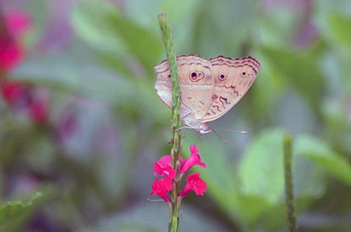 peacock pansy singapore-AsiaPhotoStock