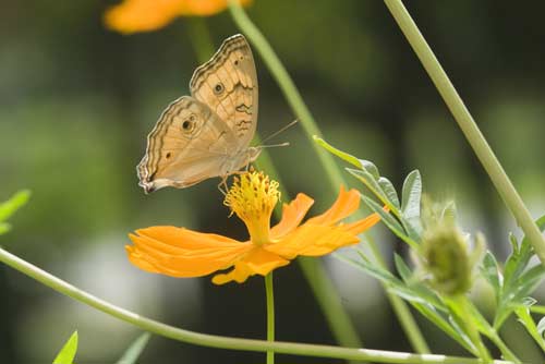 peacock pansy butterflies-AsiaPhotoStock