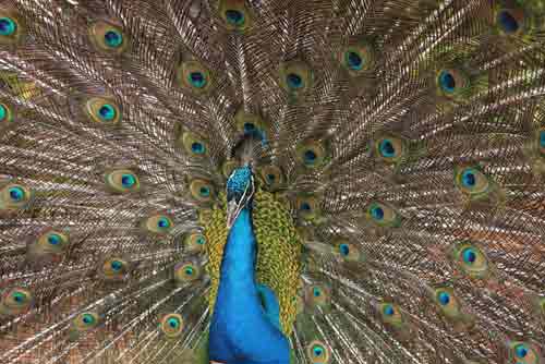 peacock-AsiaPhotoStock