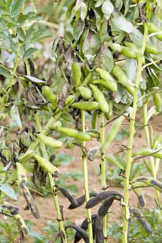 peanut dieng-AsiaPhotoStock